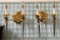 PAIR OF GOLD & BRUSHED METAL WALL LIGHTED SCONCES