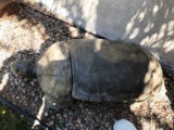 CONCRETE 3PC TURTLE OUT DOOR BENCH