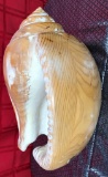 ALL WOOD CARVED SEA SHELL - 18