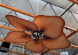 LARGE CELLING FAN