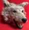 COYOTE HEAD MOUNTED TAXIDERMY
