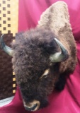 BISON HEAD AND PARTIAL SHOULDER MOUNT TAXIDERMY