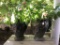 2 Drip Glazed Pots - 17½