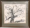 Frederick James, The White Sycamore, Limited Edition Print Available To Mem