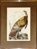 John J. Audubon Engraving By W. H. Lizar - Great American Cock Male Wild Tu