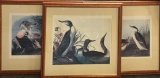 3 Large Audubon Reproduction Prints - 28½