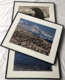 3 Photos In Frames W/ Glass - Largest 21¾