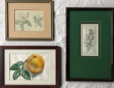 2 Small Watercolors Signed By Karen Iverson; Engraving