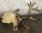 Caribou Mount - Antlers Off Post On 1 Side, Some Shedding - LOCAL PICKUP ONLY