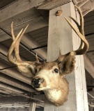 Vintage Buck Mount - Some Shedding - LOCAL PICKUP ONLY