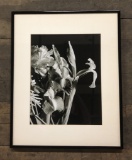 Adolph Klugman Black & White Photograph - Irises, Framed W/ Plexiglas, 16½