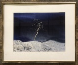 Adolph Klugman Color Photograph - Leafless Tree, Framed W/ Glass, 20½