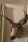 Deer Mount