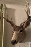 Deer Mount