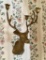 Brass Candle Sconce - Figure Of Deer, 9