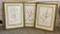 3 Large Peter Hatch Botanical Prints - Signed & Numbered, Framed W/ Glass,