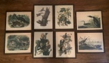 8 Audubon Drawn From Nature Engravings - Framed W/ Glass, 12½