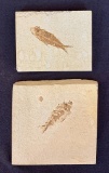 2 Rock-Style Fossils