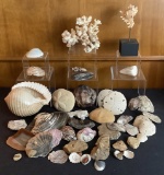Estate Lot - Misc. Shells & Fossils