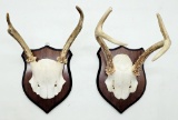 2 Small Sets Deer Antlers