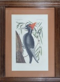 Catesby Plate - The Largest White Billed Woodpecker, Print In Old Oak Frame