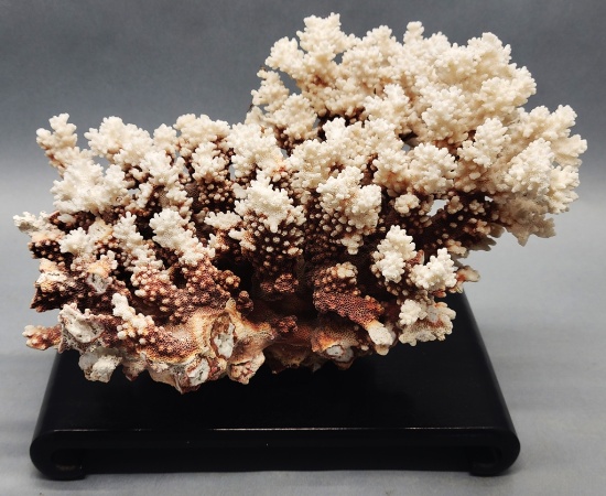 Large Piece Coral On Wooden Plateau - 12"x9"x9"