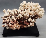 Large Piece Coral On Wooden Plateau - 12