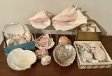Estate Lot - Large Amount Of Sea Shells