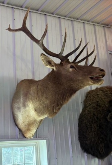 Elk shoulder mounts