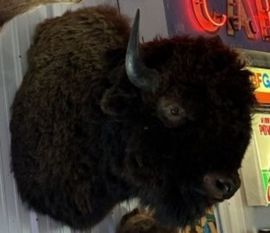 Buffalo shoulder mounts