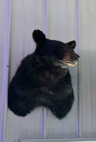 Bear shoulder mounts