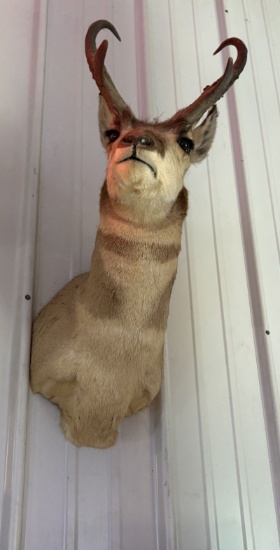 Antelope shoulder mounts