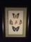 Framed Print-Butterflies
