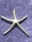 Starfish Pendant, Sterling Silver?