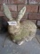 Concrete Garden Statue-Rabbit
