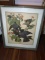 Framed Colored Lithograph-White Crowned Pigeon  by J J Audubon