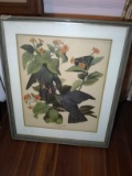 Framed Colored Lithograph-White Crowned Pigeon  by J J Audubon