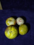 Painted Stone Fruit