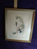 Framed Color Lithograph -Erythronota Sophiae by Gould