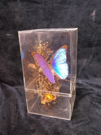 Preserved Butterfly in Acrylic Case