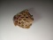 Handcarved Soapstone Puzzle Frog