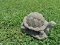 SHED - Turtle Garden Figure (Resin)