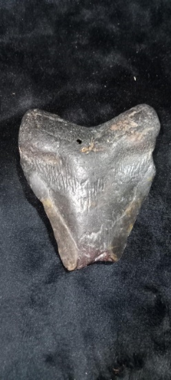 Megalodon Shark Tooth