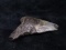 Megalodon Shark Tooth