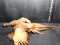 Taxidermy Mounted Pheasant