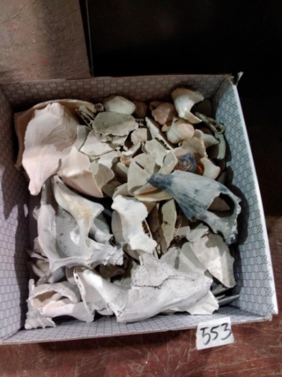 BL-Assorted Seashells