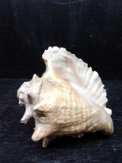 Conch Seashell