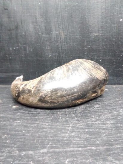 Authentic Ram's Horn