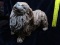 MCM Resin Pekingese Dog Figure
