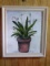 Framed Acrylic on Board-Potted Iris signe AS